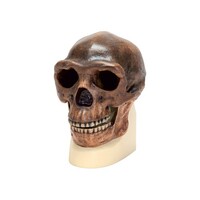 Модель черепа синантропа - fgospostavki.ru - Тихорецк