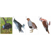 Модель-аппликация Многообразие хордовых. Птицы  - fgospostavki.ru - Тихорецк