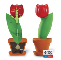 Модель цветка - fgospostavki.ru - Тихорецк