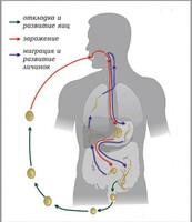 Модель-аппликация Цикл развития аскариды - fgospostavki.ru - Тихорецк