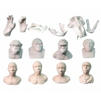 Набор моделей палеонтологических находок "Происхождение человека"	 - fgospostavki.ru - Тихорецк