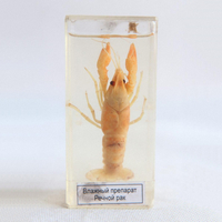 Влажный препарат "Рак речной" - fgospostavki.ru - Тихорецк