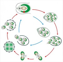 Модель-аппликация Размножение одноклеточной водоросли - fgospostavki.ru - Тихорецк