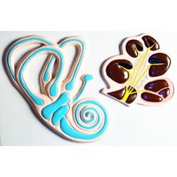 Модель барельефная "Ухо человека". Вариант 2 - fgospostavki.ru - Тихорецк