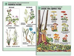 Комплект таблиц "Окружающий мир. Грибы. Растительный мир" (12 таблиц, А1, ламинированные) - fgospostavki.ru - Тихорецк