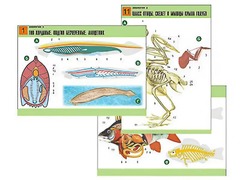Комплект таблиц по биологии демонстрационных "Зоология 2" (16 таблиц, формат А1, ламинированные) - fgospostavki.ru - Тихорецк