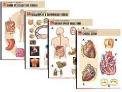 Комплект таблиц по биологии демонстрационных "Человек и его здоровье 1" (20 таблиц, формат А1, ламинированные) - fgospostavki.ru - Тихорецк