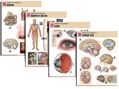 Комплект таблиц по биологии демонстрационных "Человек и его здоровье 2" (10 таблиц, формат А1, ламинированные) - fgospostavki.ru - Тихорецк