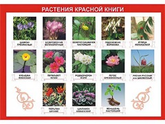 Таблица демонстрационная "Растения Красной книги" (винил 100*140) - fgospostavki.ru - Тихорецк