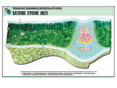 Рельефная таблица "Клеточное строение листа" (формат А1, матовое ламинирование) - fgospostavki.ru - Тихорецк