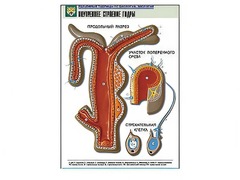 Рельефная таблица "Внутреннее строение гидры" - fgospostavki.ru - Тихорецк