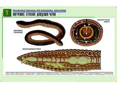 Рельефная таблица "Внутреннее строение дождевого червя" (формат А1, матовое ламинирование) - fgospostavki.ru - Тихорецк