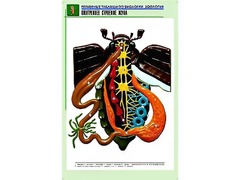 Рельефная таблица "Внутреннее строение жука" (формат А1, матовое ламинирование) - fgospostavki.ru - Тихорецк