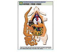 Рельефная таблица "Внутреннее строение кролика" (формат А1, матовое ламинирование) - fgospostavki.ru - Тихорецк