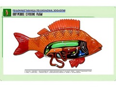 Рельефная таблица "Внутреннее строение рыбы" (формат А1, матовое ламинирование) - fgospostavki.ru - Тихорецк