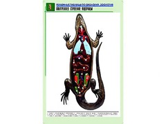Рельефная таблица "Внутреннее строение ящерицы" (формат А1, матовое ламинирование) - fgospostavki.ru - Тихорецк