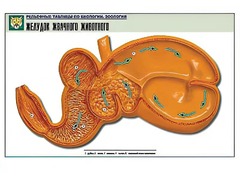 Рельефная таблица "Желудок жвачного животного" (формат А1, матовое ламинирование) - fgospostavki.ru - Тихорецк