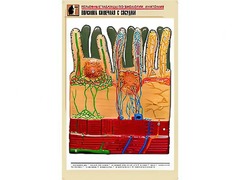 Рельефная таблица "Ворсинка кишечная с сосудом" (формат А1, матовое ламинирование) - fgospostavki.ru - Тихорецк