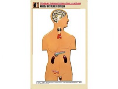 Рельефная таблица "Железы внутренней секреции" (формат А1, матовое ламинирование) - fgospostavki.ru - Тихорецк