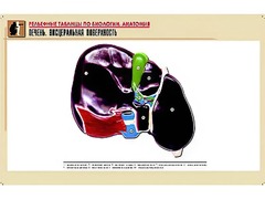 Рельефная таблица "Печень. Висцеральная поверхность" (формат А1, матовое ламинирование) - fgospostavki.ru - Тихорецк