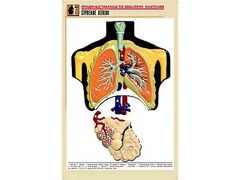 Рельефная таблица "Строение легких" (формат А1, матовое ламинирование) - fgospostavki.ru - Тихорецк