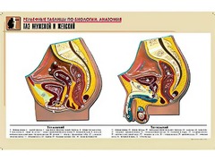 Рельефная таблица "Таз мужской и женский" (формат А1, матовое ламинирование) - fgospostavki.ru - Тихорецк