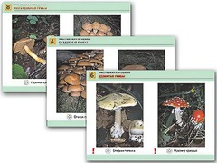 Комплект таблиц раздаточных "Грибы съедобные и несъедобные" (цветные, ламинированные, А4, 8 штук) - fgospostavki.ru - Тихорецк