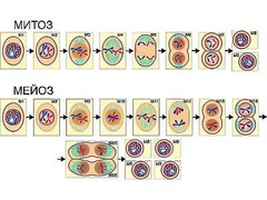 Модель-аппликация "Деление клетки. Митоз и мейоз" (ламинированная) - fgospostavki.ru - Тихорецк