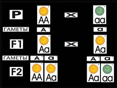 Модель-аппликация "Моногибридное скрещивание" (ламинированная) - fgospostavki.ru - Тихорецк