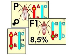 Модель-аппликация "Перекрест хромосом" (ламинированная) - fgospostavki.ru - Тихорецк