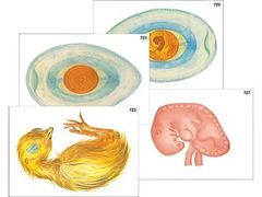 Модель-аппликация "Развитие птицы и млекопитающего (человека)" (ламинированная) - fgospostavki.ru - Тихорецк
