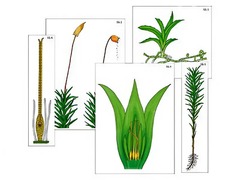 Модель-аппликация "Размножение мха" (ламинированная) - fgospostavki.ru - Тихорецк
