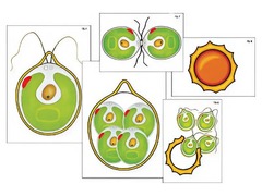 Модель-аппликация "Размножение одноклеточной водоросли" (ламинированная) - fgospostavki.ru - Тихорецк