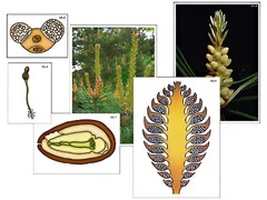 Модель-аппликация "Размножение сосны" (ламинированная) - fgospostavki.ru - Тихорецк