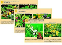 Гербарий фотографический "Ядовитые растения" - fgospostavki.ru - Тихорецк