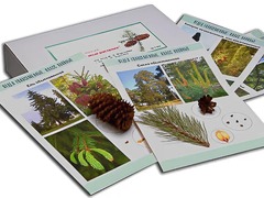 Коллекция "Голосеменные растения" - fgospostavki.ru - Тихорецк