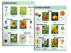 Коллекция "Семена и плоды" - fgospostavki.ru - Тихорецк