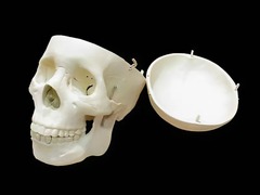 Модель "Череп человека" - fgospostavki.ru - Тихорецк