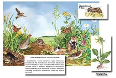 Магнитный плакат-аппликация "Луг: биоразнообразие и взаимосвязи в сообществе" - fgospostavki.ru - Тихорецк
