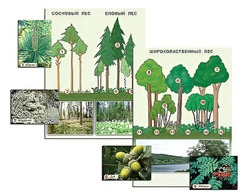 Гербарий фотографический "Растительные сообщества. Лес" (раздаточный) - fgospostavki.ru - Тихорецк