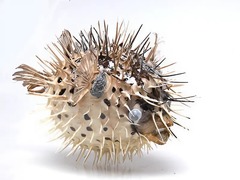 Сухой препарат "Еж-рыба морская" - fgospostavki.ru - Тихорецк