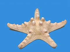 Сухой препарат "Звезда морская" - fgospostavki.ru - Тихорецк