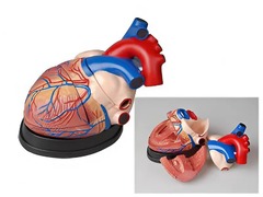 Модель сердца в разрезе (демонстрационная) - fgospostavki.ru - Тихорецк