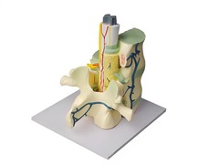 Модель части позвоночника человека - fgospostavki.ru - Тихорецк