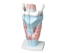 Модель гортани в разрезе - fgospostavki.ru - Тихорецк