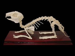 Скелет кролика - fgospostavki.ru - Тихорецк