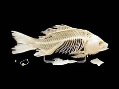 Скелет костистой рыбы - fgospostavki.ru - Тихорецк