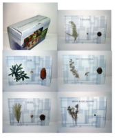 Коллекция "Голосеменные растения" - fgospostavki.ru - Тихорецк