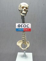 Модель "Позвоночник с черепом и тазом" - fgospostavki.ru - Тихорецк
