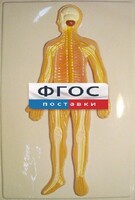 Модель барельефная "Нервная система человека" - fgospostavki.ru - Тихорецк
